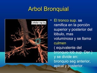 Arbol BronquialArbol Bronquial
• El tronco sup. se
ramifica en la porción
superior y posterior del
lóbulo, mas
voluminosa y se llama
culmen
( equivalente del
bronquio lob.sup. Der.)
y se divide en:
bronquio seg anterior,
apical y posterior.
 