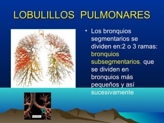 LOBULILLOS PULMONARESLOBULILLOS PULMONARES
• Los bronquios
segmentarios se
dividen en:2 o 3 ramas:
bronquios
subsegmentarios, que
se dividen en
bronquios más
pequeños y así
sucesivamente
 