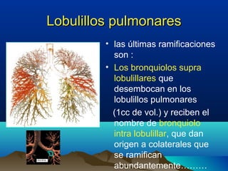Lobulillos pulmonaresLobulillos pulmonares
• las últimas ramificaciones
son :
• Los bronquiolos supra
lobulillares que
desembocan en los
lobulillos pulmonares
(1cc de vol.) y reciben el
nombre de bronquiolo
intra lobulillar, que dan
origen a colaterales que
se ramifican
abundantemente………
 