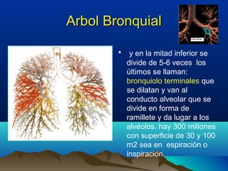 Arbol BronquialArbol Bronquial
• y en la mitad inferior se
divide de 5-6 veces los
últimos se llaman:
bronquiolo terminales que
se dilatan y van al
conducto alveolar que se
divide en forma de
ramillete y da lugar a los
alvéolos. hay 300 millones
con superficie de 30 y 100
m2 sea en espiración o
inspiración.
 