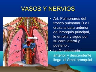 VASOS Y NERVIOSVASOS Y NERVIOS
• Art. Pulmonares del
tronco pulmonar D e I
cruza la cara anterior
del bronquio principal,
le enrolla y sigue por
su cara lateral y
posterior.
• La D : orientada
anterior y descendente
llega al árbol bronquial
 
