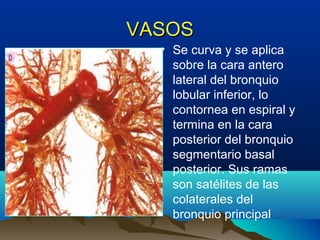 VASOSVASOS
• Se curva y se aplica
sobre la cara antero
lateral del bronquio
lobular inferior, lo
contornea en espiral y
termina en la cara
posterior del bronquio
segmentario basal
posterior. Sus ramas
son satélites de las
colaterales del
bronquio principal
 