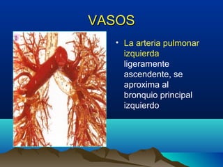 VASOSVASOS
• La arteria pulmonar
izquierda
ligeramente
ascendente, se
aproxima al
bronquio principal
izquierdo
 