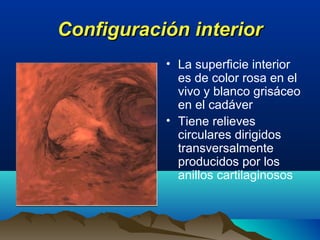 Configuración interiorConfiguración interior
• La superficie interior
es de color rosa en el
vivo y blanco grisáceo
en el cadáver
• Tiene relieves
circulares dirigidos
transversalmente
producidos por los
anillos cartilaginosos
 