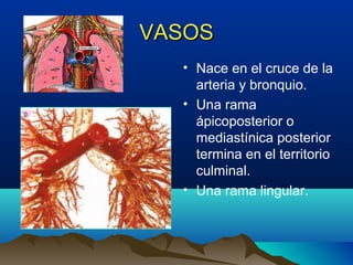 VASOSVASOS
• Nace en el cruce de la
arteria y bronquio.
• Una rama
ápicoposterior o
mediastínica posterior
termina en el territorio
culminal.
• Una rama lingular.
 