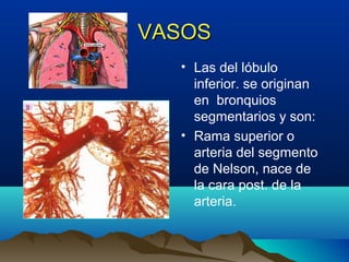 VASOSVASOS
• Las del lóbulo
inferior. se originan
en bronquios
segmentarios y son:
• Rama superior o
arteria del segmento
de Nelson, nace de
la cara post. de la
arteria.
 