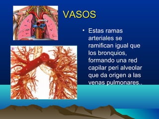VASOSVASOS
• Estas ramas
arteriales se
ramifican igual que
los bronquios,
formando una red
capilar peri alveolar
que da origen a las
venas pulmonares..
 