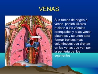 VENASVENAS
• Sus ramas de origen o
venas perilobulillares
reciben a las vénulas
bronquiales y a las venas
pleurales y se unen para
formar troncos mas
voluminosos que drenan
en las venas que van por
la periferia de los
segmentos.
 