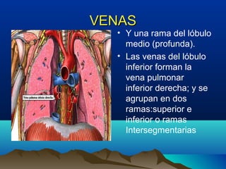 VENASVENAS
• Y una rama del lóbulo
medio (profunda).
• Las venas del lóbulo
inferior forman la
vena pulmonar
inferior derecha; y se
agrupan en dos
ramas:superior e
inferior o ramas
Intersegmentarias
 