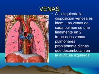 VENASVENAS
• A la izquierda la
disposición venosa es
idem. Las venas de
cada pulmón se une
finalmente en 2
troncos las venas
pulmonares
propiamente dichas
que desembocan en
la aurícula izquierda.
 