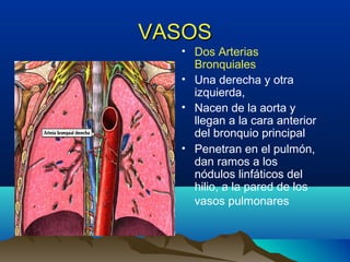 VASOSVASOS
• Dos Arterias
Bronquiales
• Una derecha y otra
izquierda,
• Nacen de la aorta y
llegan a la cara anterior
del bronquio principal
• Penetran en el pulmón,
dan ramos a los
nódulos linfáticos del
hilio, a la pared de los
vasos pulmonares
 