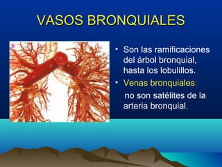 VASOS BRONQUIALESVASOS BRONQUIALES
• Son las ramificaciones
del árbol bronquial,
hasta los lobulillos.
• Venas bronquiales:
no son satélites de la
arteria bronquial.
 