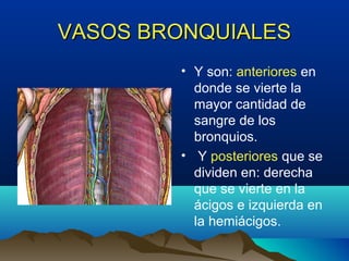 VASOS BRONQUIALESVASOS BRONQUIALES
• Y son: anteriores en
donde se vierte la
mayor cantidad de
sangre de los
bronquios.
• Y posteriores que se
dividen en: derecha
que se vierte en la
ácigos e izquierda en
la hemiácigos.
 