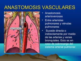 ANASTOMOSIS VASCULARESANASTOMOSIS VASCULARES
• Anastomosis
arteriovenosas
• Entre arteriolas
pulmonares y vénulas
pulmonares
• Sucede directa o
indirectamente por medio
de las arterias y venas
bronquiales. Esto es en
caso de sobrecarga del
sistema arterial pulmonar.
 