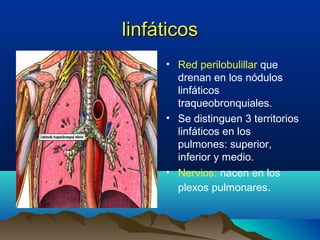 linfáticoslinfáticos
• Red perilobulillar que
drenan en los nódulos
linfáticos
traqueobronquiales.
• Se distinguen 3 territorios
linfáticos en los
pulmones: superior,
inferior y medio.
• Nervios: nacen en los
plexos pulmonares.
 