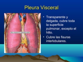 Pleura VisceralPleura Visceral
• Transparente y
delgada, cubre toda
la superficie
pulmonar, excepto el
hilio.
• Cubre las fisuras
interlobulares.
 