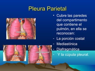 Pleura ParietalPleura Parietal
• Cubre las paredes
del compartimento
que contiene el
pulmón, en ella se
reconocen:
- La porción costal
- Mediastínica
- Diafragmática
- Y la cúpula pleural.
 