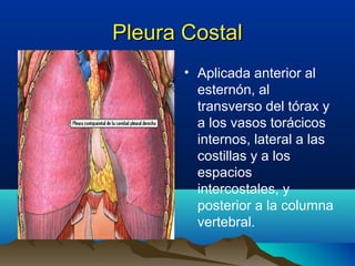Pleura CostalPleura Costal
• Aplicada anterior al
esternón, al
transverso del tórax y
a los vasos torácicos
internos, lateral a las
costillas y a los
espacios
intercostales, y
posterior a la columna
vertebral.
 
