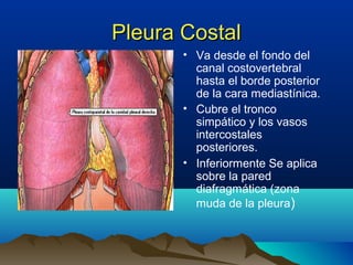 Pleura CostalPleura Costal
• Va desde el fondo del
canal costovertebral
hasta el borde posterior
de la cara mediastínica.
• Cubre el tronco
simpático y los vasos
intercostales
posteriores.
• Inferiormente Se aplica
sobre la pared
diafragmática (zona
muda de la pleura)
 