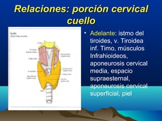 Relaciones: porción cervicalRelaciones: porción cervical
cuellocuello
• Adelante: istmo del
tiroides, v. Tiroidea
inf. Timo, músculos
Infrahioideos,
aponeurosis cervical
media, espacio
supraesternal,
aponeurosis cervical
superficial, piel
 