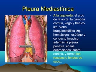 Pleura MediastínicaPleura Mediastínica
• A la izquierda: el arco
de la aorta, la carótida
común, vago y frénico
izq. Vena
braquiocefálica izq,,
hemiácigos, esófago y
conducto torácico;
además la pleura
penetra en las
depresiones: supra
aórtica, y forma los
recesos o fondos de
saco..
 