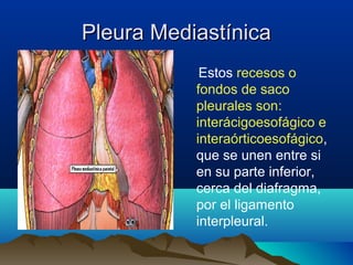 Pleura MediastínicaPleura Mediastínica
Estos recesos o
fondos de saco
pleurales son:
interácigoesofágico e
interaórticoesofágico,
que se unen entre si
en su parte inferior,
cerca del diafragma,
por el ligamento
interpleural.
 