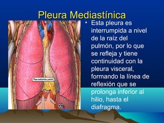 Pleura MediastínicaPleura Mediastínica
• Esta pleura es
interrumpida a nivel
de la raíz del
pulmón, por lo que
se refleja y tiene
continuidad con la
pleura visceral,
formando la línea de
reflexión que se
prolonga inferior al
hilio, hasta el
diafragma.
 