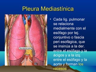 Pleura MediastínicaPleura Mediastínica
• Cada lig. pulmonar
se relaciona
medialmente con el
esófago por tej.
conjuntivo o fascia
peri esofágica, que
se insinúa a la der.
entre el esófago y la
ácigos y a la izq.
entre el esófago y la
aorta y forman los
recesos.
 