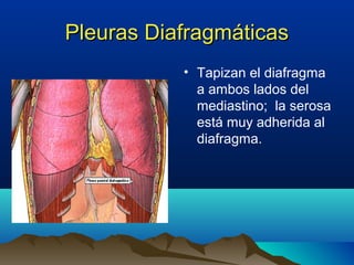 Pleuras DiafragmáticasPleuras Diafragmáticas
• Tapizan el diafragma
a ambos lados del
mediastino; la serosa
está muy adherida al
diafragma.
 