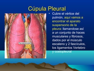 Cúpula PleuralCúpula Pleural
• Cubre el vértice del
pulmón, aquí vamos a
encontrar el aparato
suspensorio de la
pleura: llamandose así
a un conjunto de haces
musculares y fibrosos,
dados por el músculo
escaleno y 2 fascículos,
los ligamentos Vertebro
y costopleural
 
