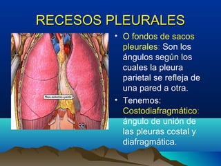 RECESOS PLEURALESRECESOS PLEURALES
• O fondos de sacos
pleurales: Son los
ángulos según los
cuales la pleura
parietal se refleja de
una pared a otra.
• Tenemos:
Costodiafragmático:
ángulo de unión de
las pleuras costal y
diafragmática.
 