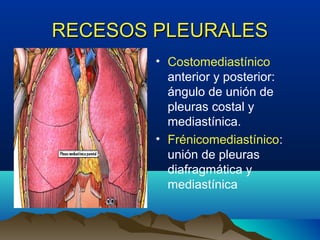 RECESOS PLEURALESRECESOS PLEURALES
• Costomediastínico
anterior y posterior:
ángulo de unión de
pleuras costal y
mediastínica.
• Frénicomediastínico:
unión de pleuras
diafragmática y
mediastínica
 