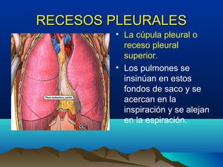 RECESOS PLEURALESRECESOS PLEURALES
• La cúpula pleural o
receso pleural
superior.
• Los pulmones se
insinúan en estos
fondos de saco y se
acercan en la
inspiración y se alejan
en la espiración.
 