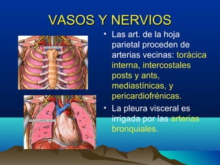 VASOS Y NERVIOSVASOS Y NERVIOS
• Las art. de la hoja
parietal proceden de
arterias vecinas: torácica
interna, intercostales
posts y ants,
mediastínicas, y
pericardiofrénicas.
• La pleura visceral es
irrigada por las arterias
bronquiales.
 