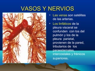VASOS Y NERVIOSVASOS Y NERVIOS
• Las venas son satélites
de las arterias.
• Los linfáticos de la
pleura visceral se
confunden con los del
pulmón y los de la
pleura parietal,
provienen de la pared,
tributarios de los
paraesternales,
intercostales y frénicos
superiores.
 
