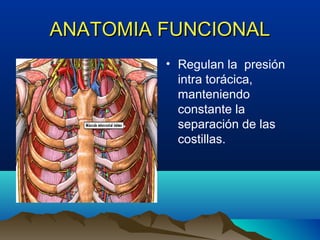 ANATOMIA FUNCIONALANATOMIA FUNCIONAL
• Regulan la presión
intra torácica,
manteniendo
constante la
separación de las
costillas.
 