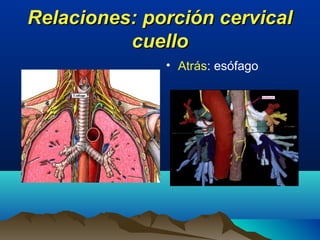 Relaciones: porción cervicalRelaciones: porción cervical
cuellocuello
• Atrás: esófago
 
