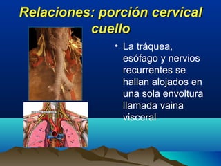 Relaciones: porción cervicalRelaciones: porción cervical
cuellocuello
• La tráquea,
esófago y nervios
recurrentes se
hallan alojados en
una sola envoltura
llamada vaina
visceral
 