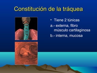 Constitución de la tráqueaConstitución de la tráquea
• Tiene 2 túnicas
a.- externa, fibro
músculo cartilaginosa
b.- interna, mucosa
 