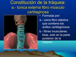 Constitución de la tráquea:Constitución de la tráquea:
a.- túnica externa fibro músculoa.- túnica externa fibro músculo
cartilaginosacartilaginosa
• Formada por:
a.- vaina fibro elástica
que contiene los
anillos cartilaginosos
b.- fibras musculares
lisas, solo en la parte
posterior de la
tráquea
 