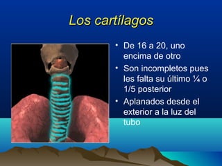 Los cartílagosLos cartílagos
• De 16 a 20, uno
encima de otro
• Son incompletos pues
les falta su último ¼ o
1/5 posterior
• Aplanados desde el
exterior a la luz del
tubo
 