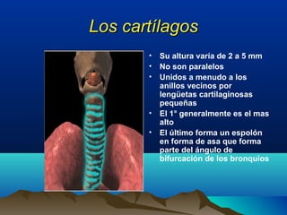 Los cartílagosLos cartílagos
• Su altura varía de 2 a 5 mm
• No son paralelos
• Unidos a menudo a los
anillos vecinos por
lengüetas cartilaginosas
pequeñas
• El 1° generalmente es el mas
alto
• El último forma un espolón
en forma de asa que forma
parte del ángulo de
bifurcación de los bronquios
 