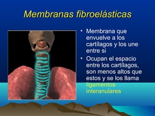 Membranas fibroelásticasMembranas fibroelásticas
• Membrana que
envuelve a los
cartílagos y los une
entre si
• Ocupan el espacio
entre los cartílagos,
son menos altos que
estos y se los llama
ligamentos
interanulares
 