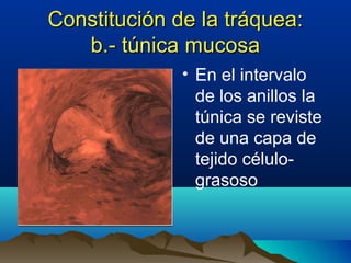 Constitución de la tráquea:Constitución de la tráquea:
b.- túnica mucosab.- túnica mucosa
• En el intervalo
de los anillos la
túnica se reviste
de una capa de
tejido célulo-
grasoso
 