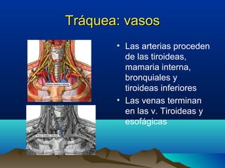 Tráquea: vasosTráquea: vasos
• Las arterias proceden
de las tiroideas,
mamaria interna,
bronquiales y
tiroideas inferiores
• Las venas terminan
en las v. Tiroideas y
esofágicas
 