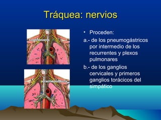 Tráquea: nerviosTráquea: nervios
• Proceden:
a.- de los pneumogástricos
por intermedio de los
recurrentes y plexos
pulmonares
b.- de los ganglios
cervicales y primeros
ganglios torácicos del
simpático
 
