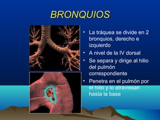 BRONQUIOSBRONQUIOS
• La tráquea se divide en 2
bronquios, derecho e
izquierdo
• A nivel de la IV dorsal
• Se separa y dirige al hilio
del pulmón
correspondiente
• Penetra en el pulmón por
el hilio y lo atraviesan
hasta la base
 