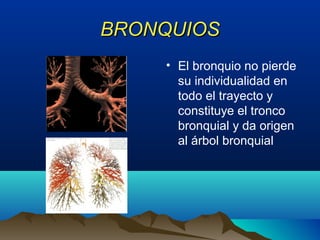 BRONQUIOSBRONQUIOS
• El bronquio no pierde
su individualidad en
todo el trayecto y
constituye el tronco
bronquial y da origen
al árbol bronquial
 