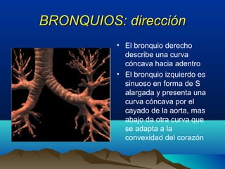 BRONQUIOS: direcciónBRONQUIOS: dirección
• El bronquio derecho
describe una curva
cóncava hacia adentro
• El bronquio izquierdo es
sinuoso en forma de S
alargada y presenta una
curva cóncava por el
cayado de la aorta, mas
abajo da otra curva que
se adapta a la
convexidad del corazón
 
