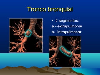 Tronco bronquialTronco bronquial
• 2 segmentos:
a.- extrapulmonar
b.- intrapulmonar
 